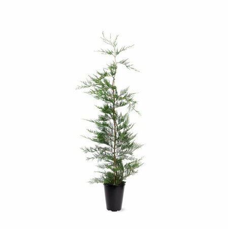 Cupressocyparis leylandii 150/175 KL. - afbeelding 6