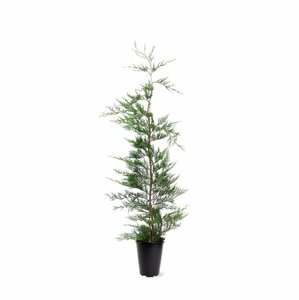 Cupressocyparis leylandii 150/175 KL. - afbeelding 6