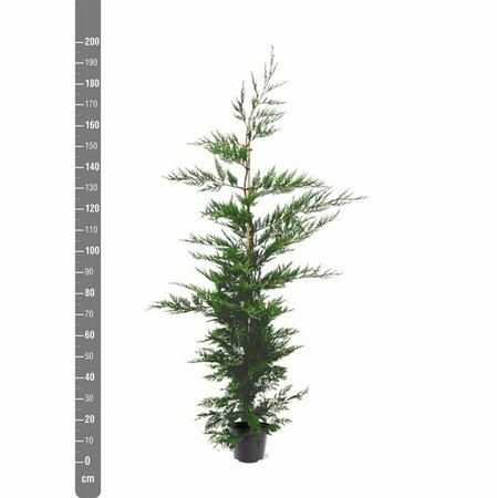 Cupressocyparis leylandii 150/175 KL. - afbeelding 2