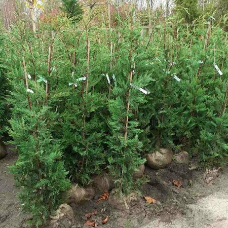 Cupressocyparis leylandii 150/175 KL. - afbeelding 9