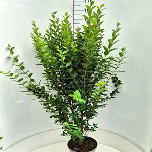 Ligustrum ovalifolium 125/150 KL. - afbeelding 4