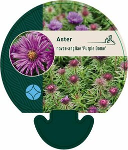 Aster novae-angliae 'Purple Dome' P9 - afbeelding 11