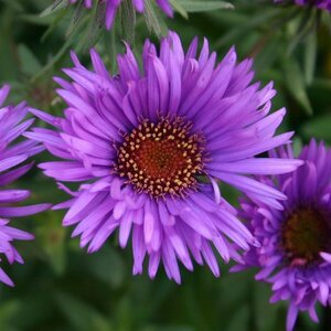 Aster novae-angliae 'Purple Dome' P9 - afbeelding 8