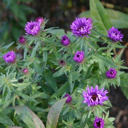 Aster novae-angliae 'Purple Dome' P9 - afbeelding 6