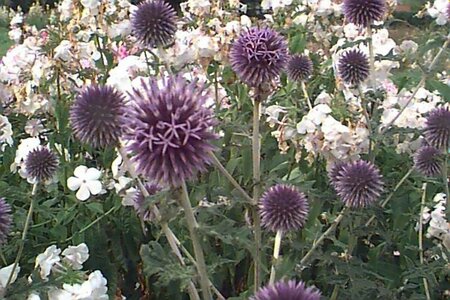 Echinops bannaticus 'Blue Globe' P9 - afbeelding 1