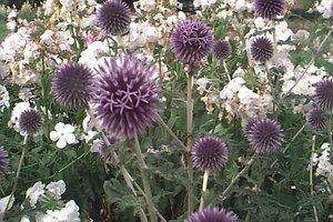 Echinops bannaticus 'Blue Globe' P9 - afbeelding 1