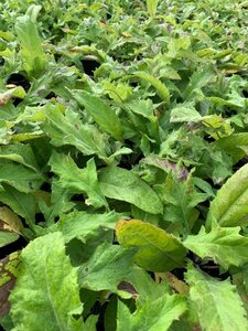 Echinops bannaticus 'Blue Globe' P9 - afbeelding 3