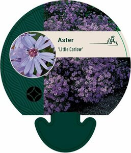 Aster cordifolius 'Little Carlow' P9 - afbeelding 7