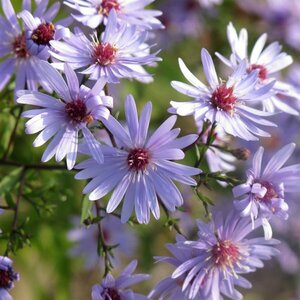 Aster cordifolius 'Little Carlow' P9 - afbeelding 6