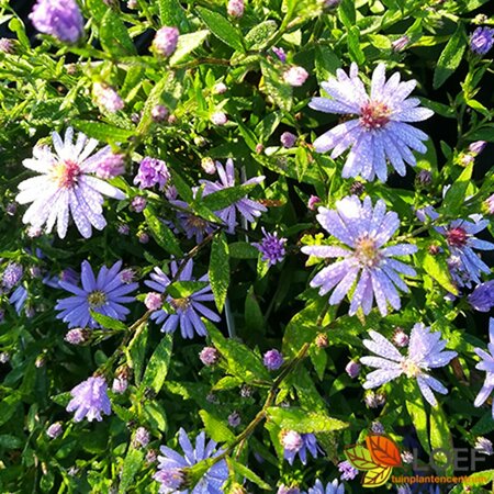 Aster cordifolius 'Little Carlow' P9 - afbeelding 5