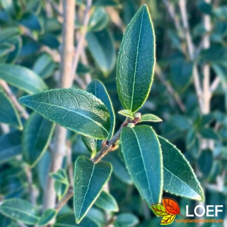 Osmanthus burkwoodii 50/60 KL. - afbeelding 1