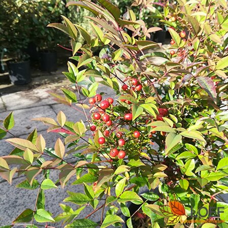Nandina domestica 60/80 C. - afbeelding 1