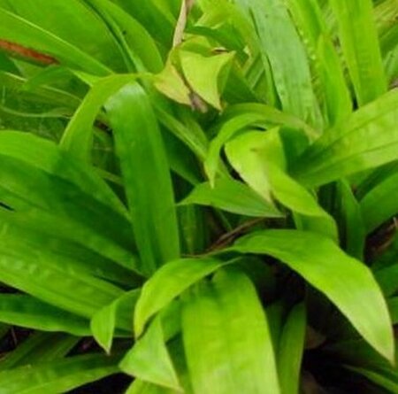 Carex plantaginea P9 - afbeelding 2