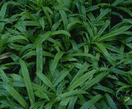 Carex plantaginea P9 - afbeelding 1