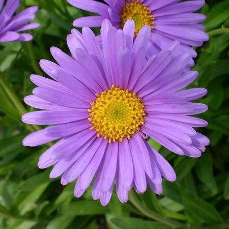 Aster alpinus P9 - afbeelding 1