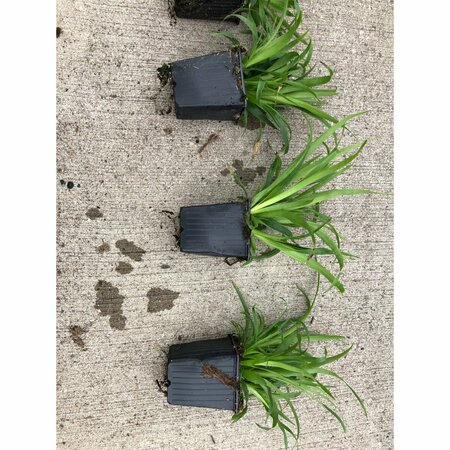 Luzula sylvatica P9 - afbeelding 5