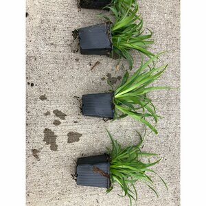 Luzula sylvatica P9 - afbeelding 5