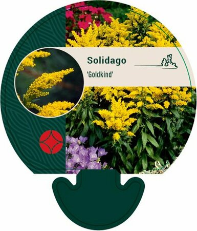 Solidago 'Goldkind' P9 - afbeelding 2