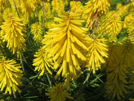 Kniphofia 'Banana Popsicle'  P9 - afbeelding 2