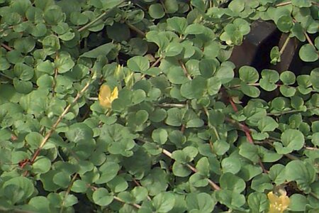 Lysimachia nummularia P9 - afbeelding 1