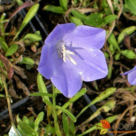 Campanula persicifolia  'Coerulea' P9 - afbeelding 1