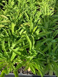 Campanula persicifolia  'Coerulea' P9 - afbeelding 4