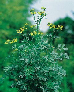Ruta graveolens P9 - afbeelding 5