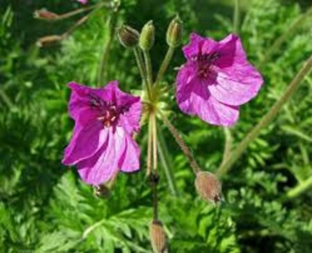 Erodium manescavii P9