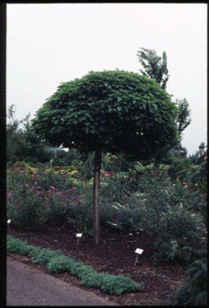 Catalpa bignonioides 'Nana' ST. 180 10-12 C.  - afbeelding 1