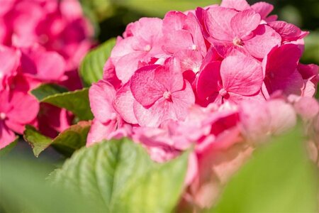 Hydrangea macrophylla  'Bouquet Rose' C7.5 - afbeelding 1