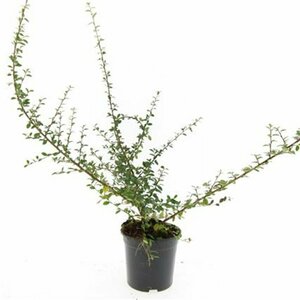 Cotoneaster suecicus 'Coral Beauty' C1.5 - afbeelding 5