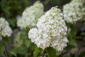 Hydrangea paniculata 'Polar Bear' C2