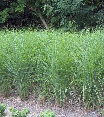 Miscanthus sinensis 'Gracillimus' P9 - afbeelding 4