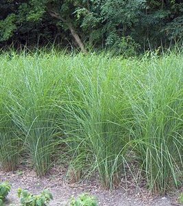 Miscanthus sinensis 'Gracillimus' P9 - afbeelding 4