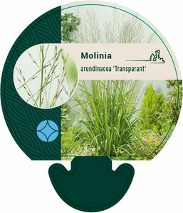 Molinia arundinacea 'Transparent' P9 - afbeelding 1