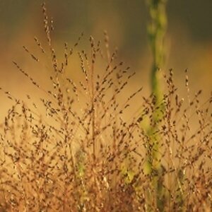 Sporobolus heterolepis P9 - afbeelding 2