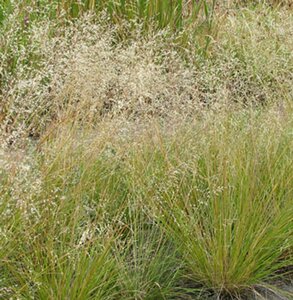 Sporobolus heterolepis P9 - afbeelding 3