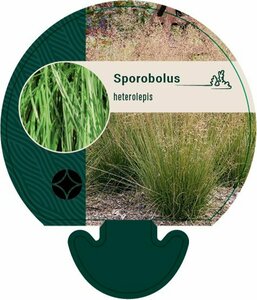 Sporobolus heterolepis P9 - afbeelding 1