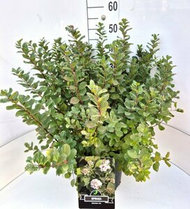 Spiraea betulifolia 'Tor' C1.5 - afbeelding 7