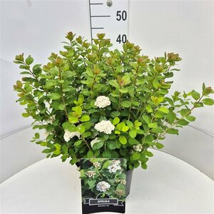 Spiraea betulifolia 'Tor' C1.5 - afbeelding 8