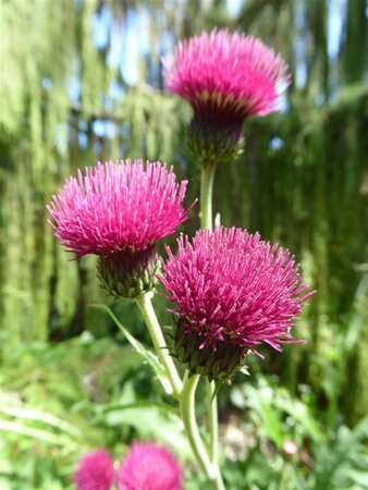 Cirsium rivulare 'Atropurpureum' P9 - afbeelding 2
