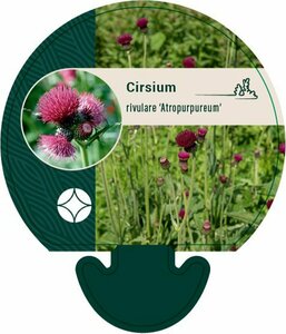 Cirsium rivulare 'Atropurpureum' P9 - afbeelding 5