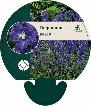 Delphinium belladonna 'Atlantis' P11 - afbeelding 3