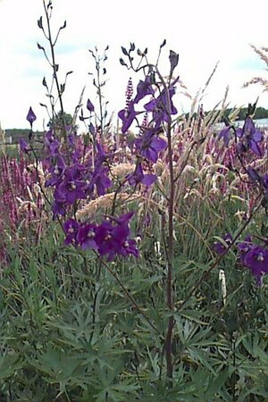 Delphinium belladonna 'Atlantis' P11 - afbeelding 2