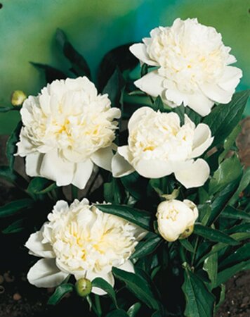 Paeonia lactiflora 'Duchesse de Nemours' P11 - afbeelding 2