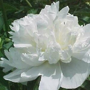 Paeonia lactiflora 'Duchesse de Nemours' P11 - afbeelding 3