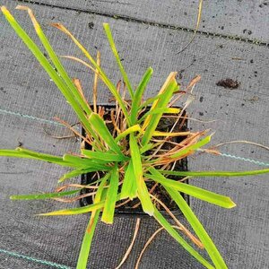 Hemerocallis 'Sammy Russell' C2 - afbeelding 1