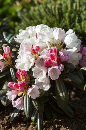 Rhododendron (Y) 'Edelweiss' 30/40 C.