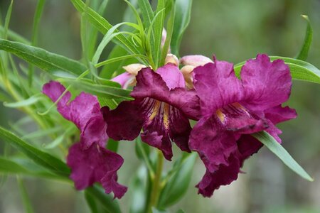 Chilopsis linearis 'Burgundy' ST. 120 8-10 C. 