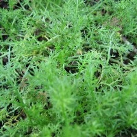 Chamaemelum nobile 'Treneague' P9